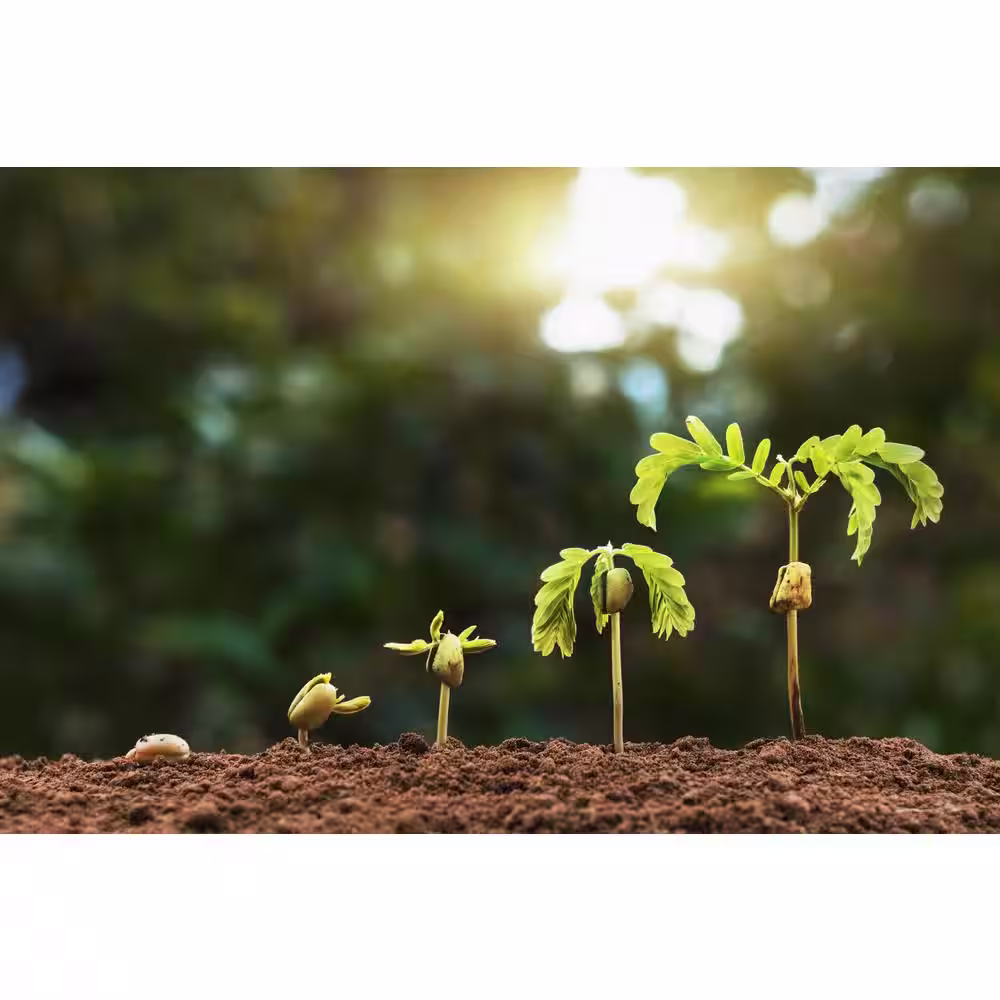 Noble Worm Organics 10 lbs. Worm Casting Soil