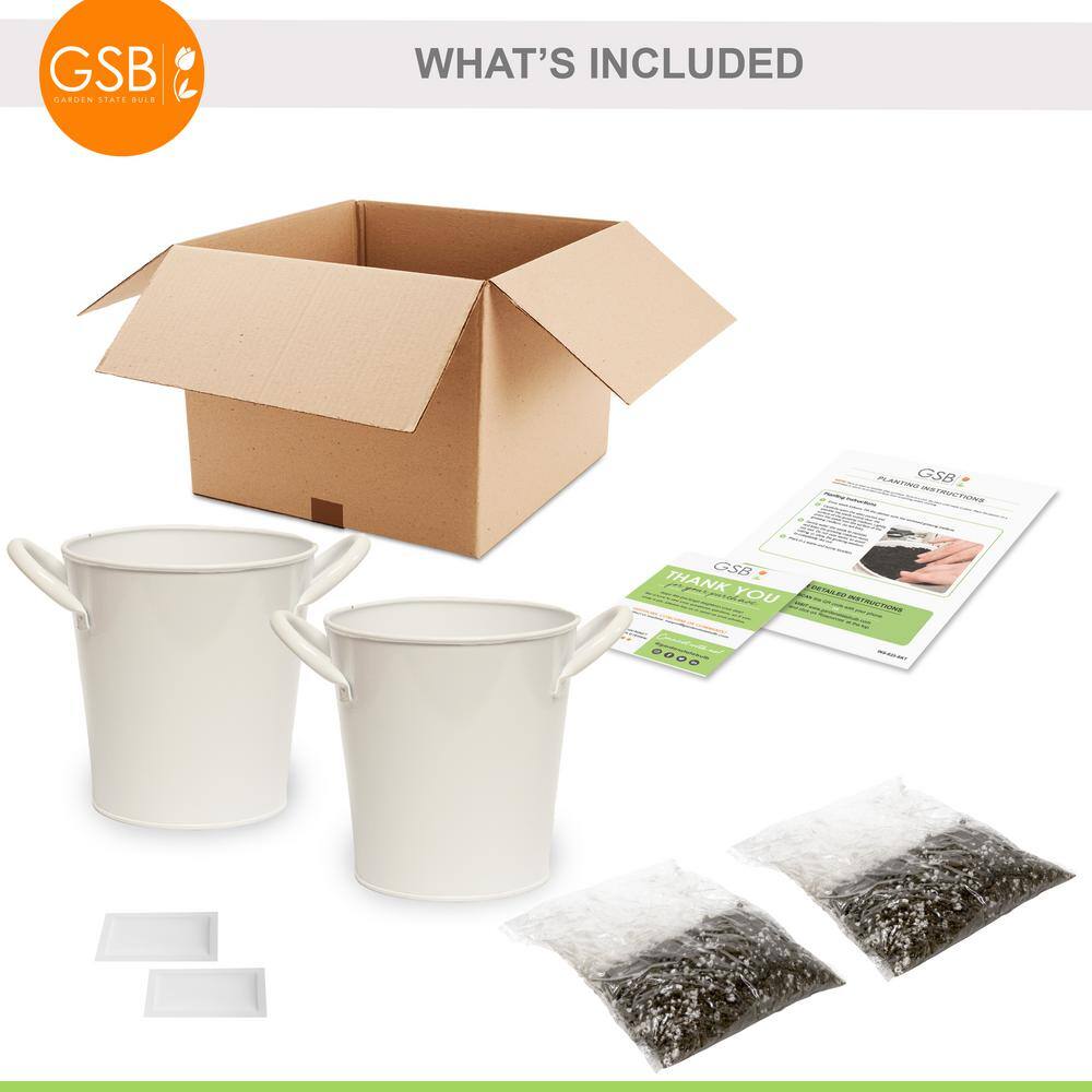 Garden State Bulb Herb Garden Kit with White Metal Planter (Basil and Cilantro) (2-Pack)
