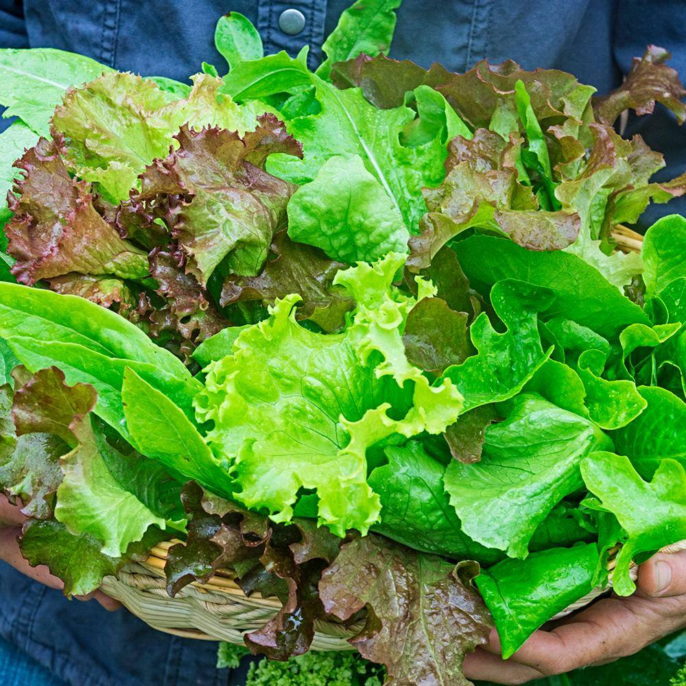 Gurney's Lettuce Premium Blend (15 ft. Seed Tape)
